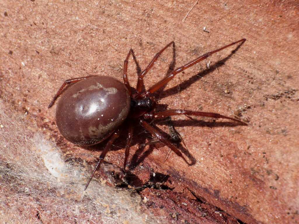 Una Steatoda nobilis obesa - Tolfa (RM)
